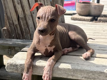 American hairless terrier · Mellerud · Ticket to win