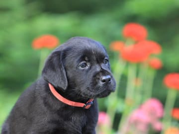 Labrador · Björkvik · Cani Lee