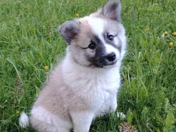 Isländsk Fårhund · Bjuråker · Sannasus
