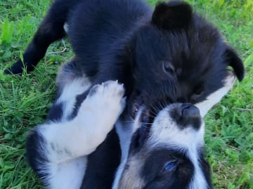 Alaska husky · Trångsviken · Markus E.
