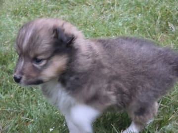 Shetland sheepdog · Finsland · Malene Stordahl