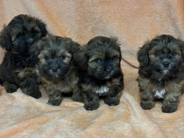 Bichon havanais · Vena · Berrys Kennel & Beko