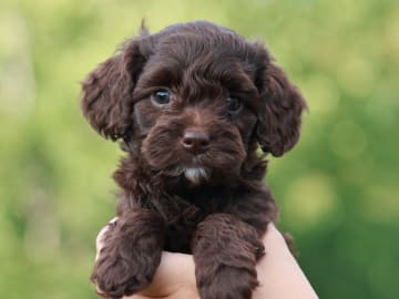 Bernedoodle · Spekeröd · Hagendalens