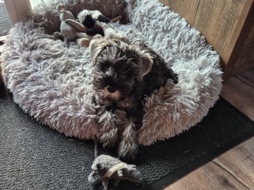 Dvärgschnauzer · Västervik · ELOFINS KENNEL