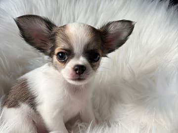 Chihuahua · Jonsvatnet · Sissel Bergdal