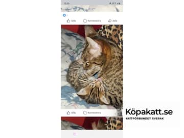 Ocicat · Göteborg · S*Wagga Wagga's