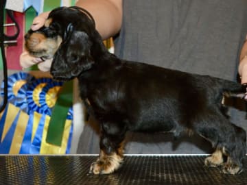 Coxica’s kennel