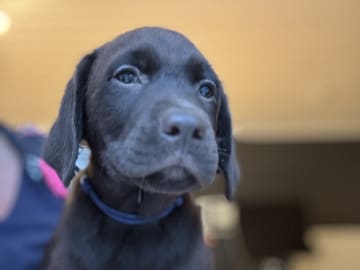 Labrador retriever · Rissa · Graciov A.