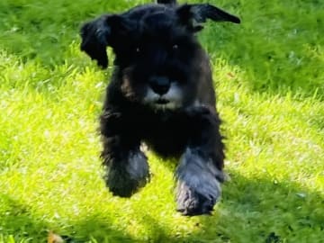 Dvärgschnauzer · Höör · Bonderhaus