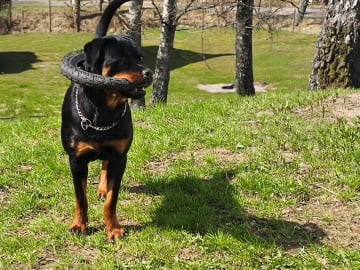 Rottweiler · Olofstorp · Levarotto's kennel