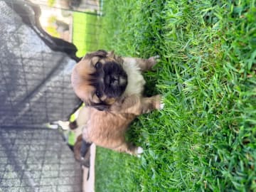 Tibetansk spaniel · Skien · Signe Cecilie Funnemark