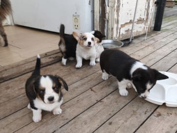 Welsh corgi cardigan · Frövi · Million dollar babys