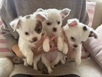Chihuahua · Nacka · Andréa Fleischer