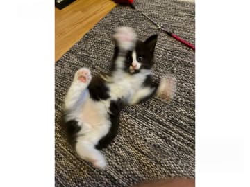 Norsk skogkatt · Enköping · Lodahlshjem