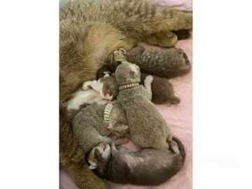 British Shorthair · Färjestaden · SE*Forsberg's
