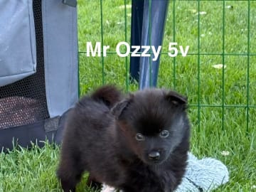 Tysk spets – mittelspitz · Klippan · Mittelstars