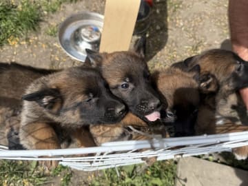 Belgisk vallhund – malinois · Adelsö · Elina T.