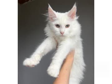 Maine Coon · Landsbro · SE*Snötösen's