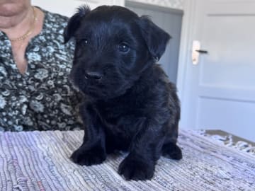 Skye terrier · Knivsta · Kennel Fairsky’s