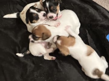 Limelight Kennels