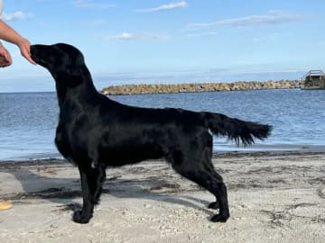 Flatcoated retriever · Hobøl · Flatnews