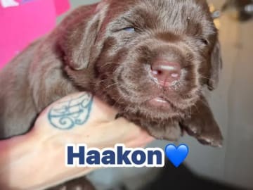 Labrador retriever · Erdal · Annettes Dreamangel