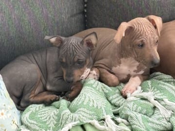 American Hairless Terrier · Mellerud · Ticket to win
