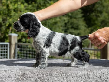 Cocker spaniel · Trollhättan · Perchwater