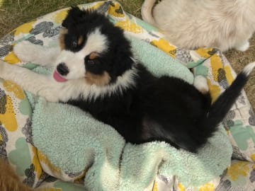 Australian shepherd · Ulrika · Best Of Brawehearts