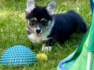 Welsh Corgi Pembroke · Spydeberg · Spydebergspoten