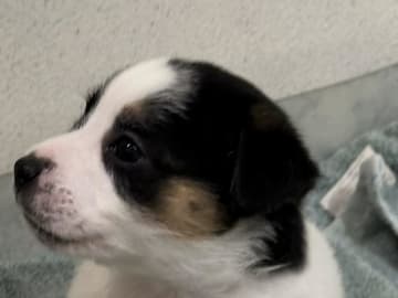 Limelight Kennels