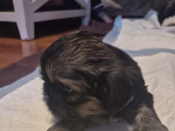 Shih Tzu · Huddinge · Therese S.