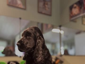 Cocker spaniel · Tollarp · Drömflockens