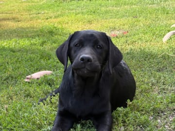 Labrador retriever · Fellingsbro · Scenick’s