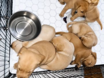 Labrador retriever · Averøy · Lill Karin Sørvik Sandvik