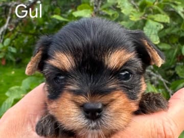 Yorkshireterrier · Södertälje · Pure Silverline