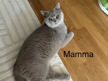SE* Paws of mischief’s
