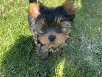 Yorkshireterrier · Vårgårda · Charlotte A.