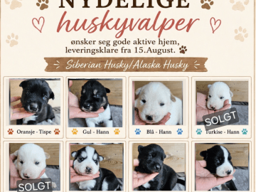 Siberian Husky/Alaska Husky · Kolbu · Bjerkehagen Husky