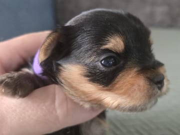 Yorkshireterrier · Kopparberg · Gacrux