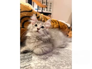 Norwegian Forest · Trelleborg · SE*Northwinds Scatter