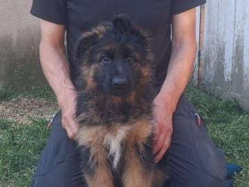 Tysk Schäferhund · Sölvesborg · Ebafarmens