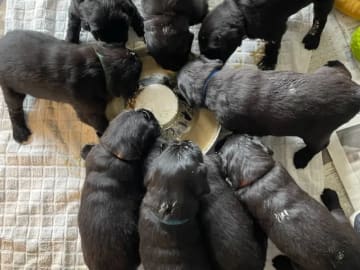 Flatcoated retriever · Gjettum · Tercinta