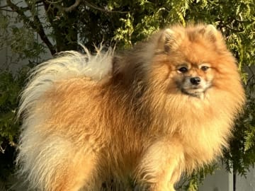 Tysk spets – kleinspitz · Storebø · Smallwind