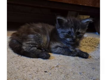 Norsk skogkatt · Huddungeby · S*Mustela's