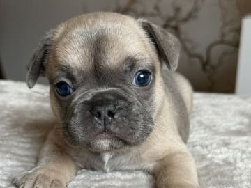 Fransk bulldogg · Malmö · Tracy D.