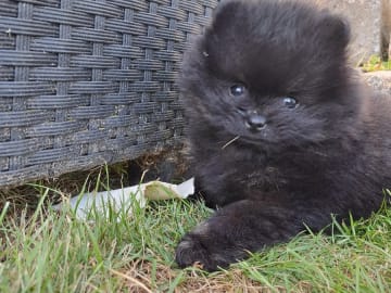 Pomeranian · Hörby · Samegulds