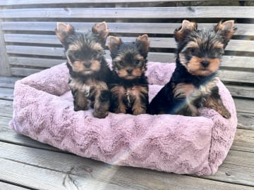 Mount Yorkie