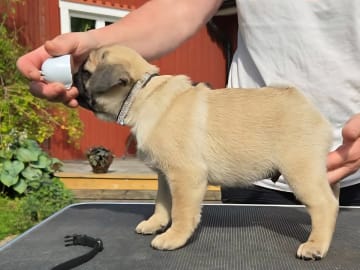 Mops · Umeå · Yellowskin's