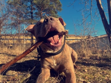 Pitbull/bully · Hisings Backa · Gabriella B.